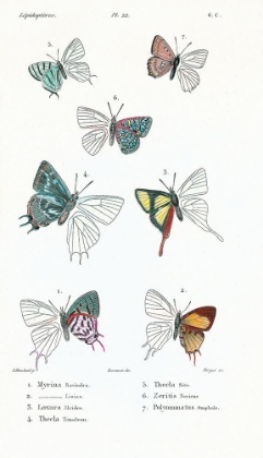 Picture of LEPIDOPTERES 3, EMILE BLANCHARD