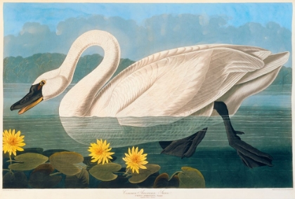 Picture of BIRDS OF N AMERICA 1, JJ AUDUBON