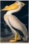 Picture of BIRDS OF N AMERICA 2, JJ AUDUBON