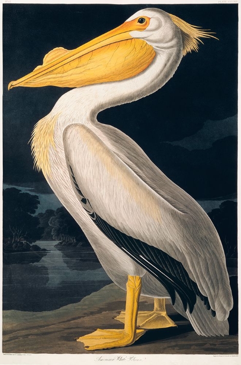 Picture of BIRDS OF N AMERICA 2, JJ AUDUBON