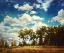 Picture of OREGON VINEYARD
