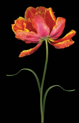 Picture of TULIP FANTASY I