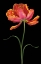 Picture of TULIP FANTASY I