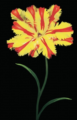 Picture of TULIP FANTASY II