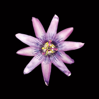 Picture of PASSION FLOWER