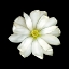 Picture of MAGNOLIA