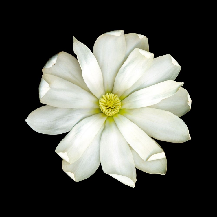 Picture of MAGNOLIA