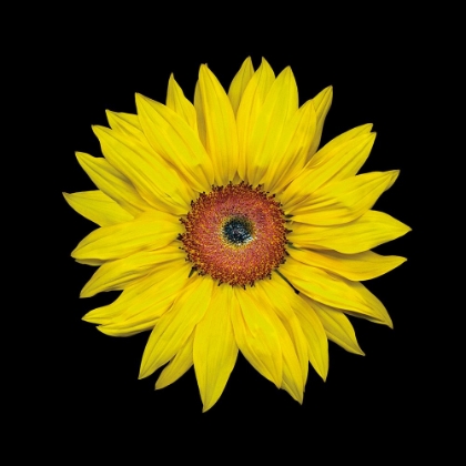 Picture of SUNFLOWER