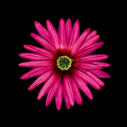 Picture of PINK DAISY