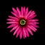 Picture of PINK DAISY
