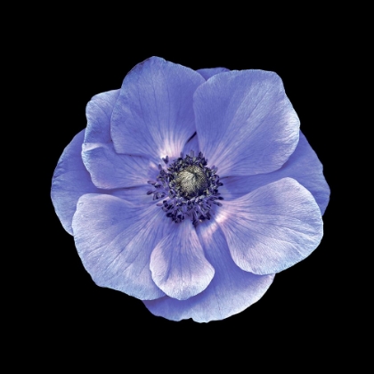 Picture of POPPY ANEMONE