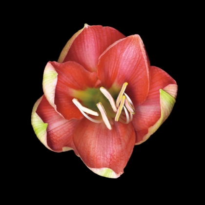 Picture of CORAL TULIP