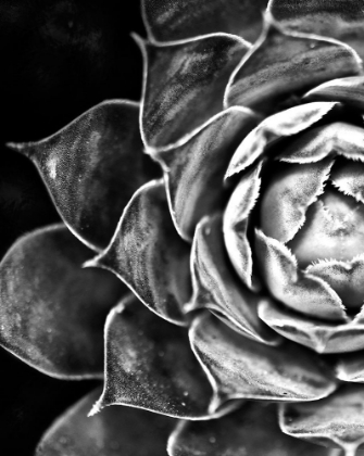 Picture of CABBAGE FLOWER MONOCHROME