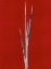 Picture of RED 2