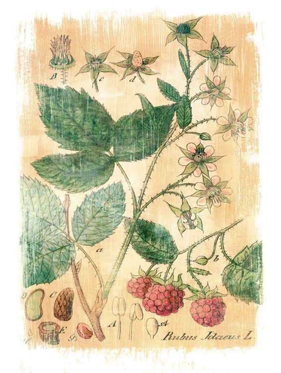 Picture of RUBUS JDAEUS