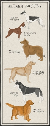 Picture of MEDIUM BREEDS