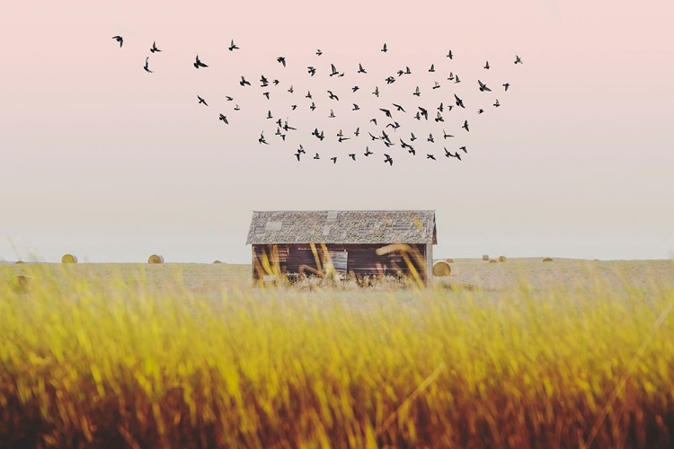 Picture of HARVEST BARN