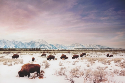 Picture of HERDS OF THE TETONS