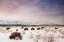 Picture of HERDS OF THE TETONS
