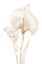Picture of LILY LINE