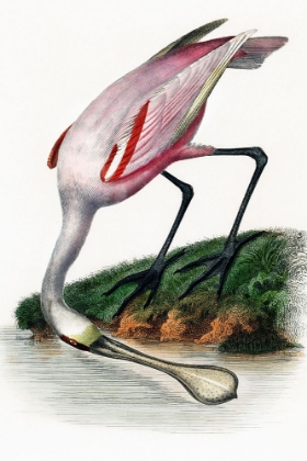 Picture of SPOONBILL