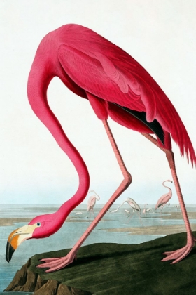 Picture of FLAMINGO