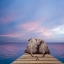 Picture of PACHYDERM PIER