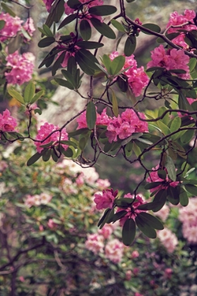 Picture of RHODODENDRONS