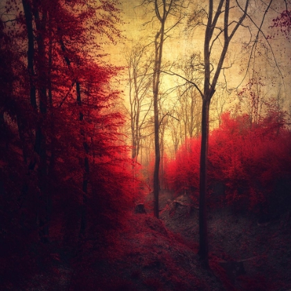Picture of RUBY RED FOREST