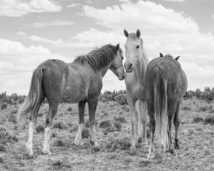 Picture of 3 HORSES