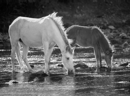 Picture of SALT RIVER BW