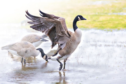 Picture of GEESE RAIN