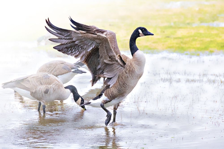 Picture of GEESE RAIN