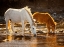 Picture of SALT RIVER