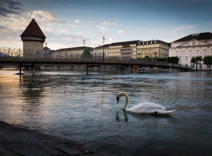 Picture of SWAN LUCERNE