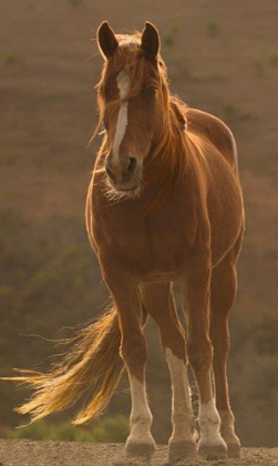 Picture of BLOWING IN THE WIND