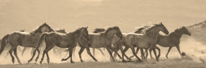 Picture of HORSE PARADE