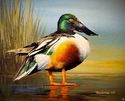 Picture of MALLARD