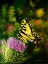 Picture of BUTTERFLY