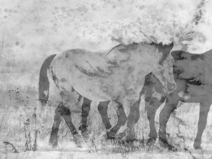 Picture of RANCH HORSE