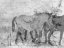 Picture of RANCH HORSE
