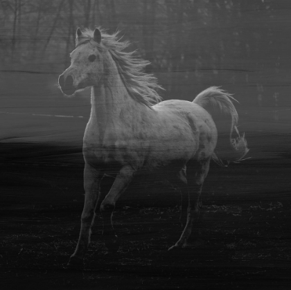 Picture of MISTY HORSE