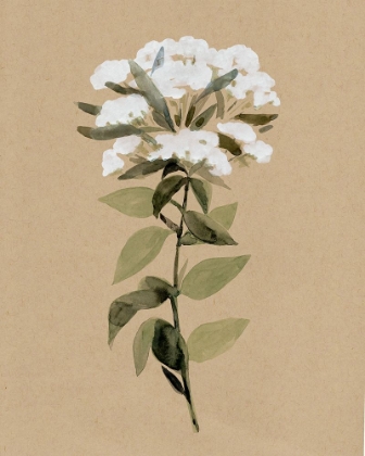 Picture of WHITE WILDFLOWER II