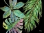 Picture of SPECTRUM PALM FRONDS HORIZONTAL - BLACK