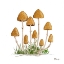 Picture of MUSHROOM PATCH III