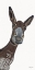 Picture of HEY THERE DONKEY