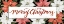 Picture of MERRY CHRISTMAS POINSETTIAS