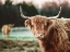 Picture of MELLOW DAY ON THE FARM II