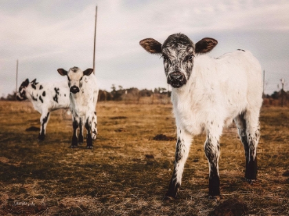 Picture of THREE CALVES