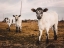 Picture of THREE CALVES